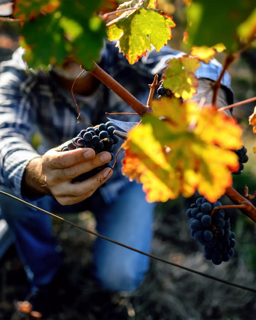 Direkt vom Weingut